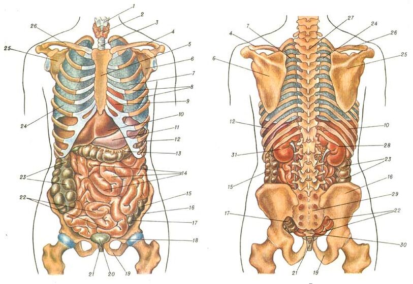 lichaamsstructuur en pijn onder het linker schouderblad